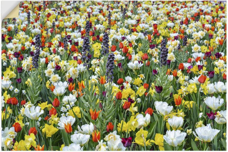 Artland Poster »Feld von verschiedenen Frühlingsblumen«, Blumenwiese, (1 St.), als Alubild, Leinwandbild, Wandaufkleber oder Poster in versch. Grössen von Artland