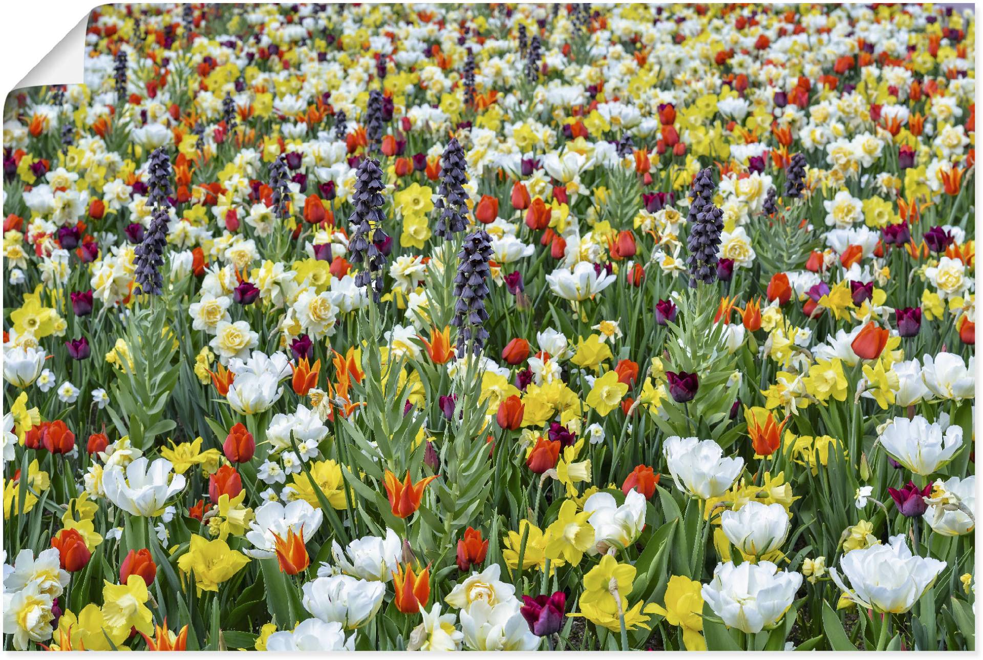 Artland Poster »Feld von verschiedenen Frühlingsblumen«, Blumenwiese, (1 St.), als Alubild, Leinwandbild, Wandaufkleber oder Poster in versch. Grössen von Artland