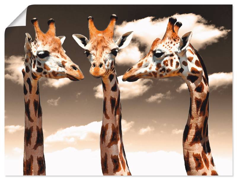 Artland Poster »Giraffe_sepia«, Wildtiere, (1 St.), als Alubild, Leinwandbild, Wandaufkleber oder Poster in versch. Grössen von Artland