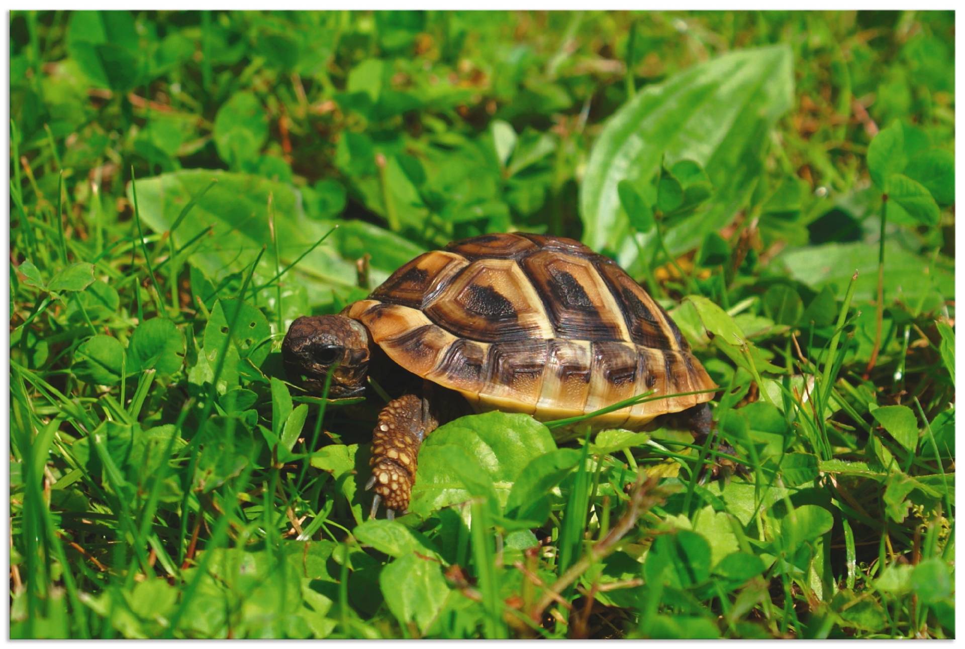 Artland Poster »Griechische Landschildkröten Baby«, Reptilien, (1 St.), als Alubild, Leinwandbild, Wandaufkleber oder Poster in versch. Grössen von Artland