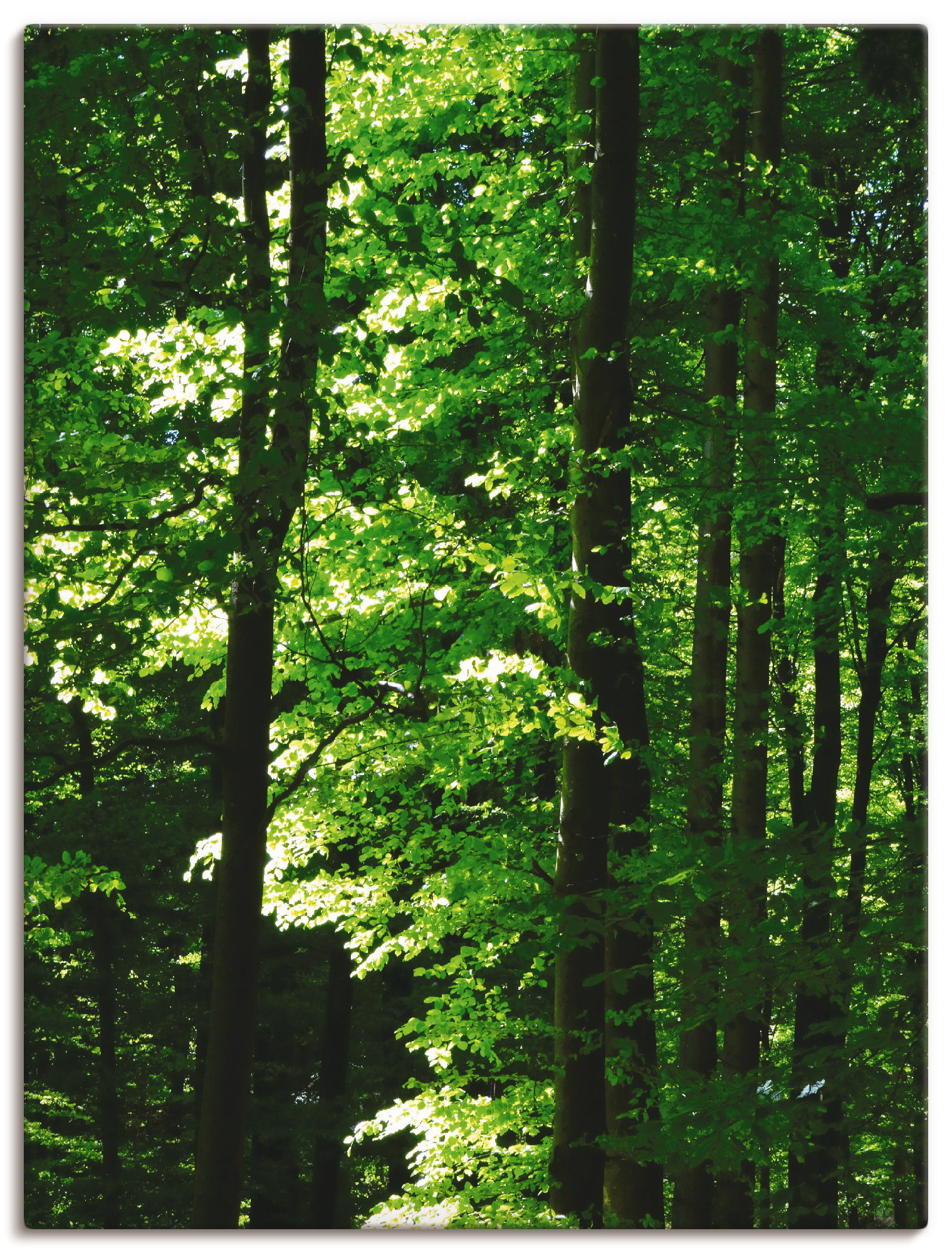 Artland Poster »Im Buchenwald«, Wald, (1 St.), als Alubild, Leinwandbild, Wandaufkleber oder Poster in versch. Grössen von Artland