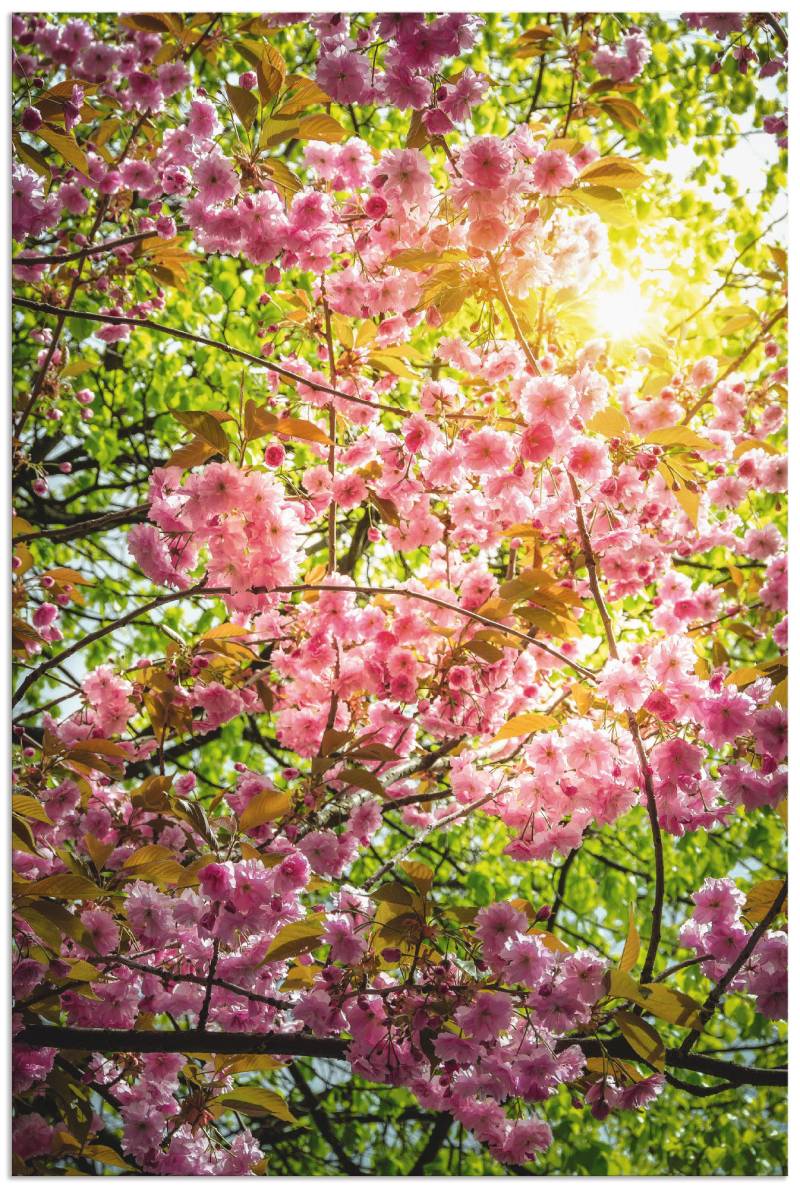 Artland Poster »Japanische Kirschblüte«, Vier Jahreszeiten, (1 St.), als Alubild, Leinwandbild, Wandaufkleber oder Poster in versch. Grössen von Artland