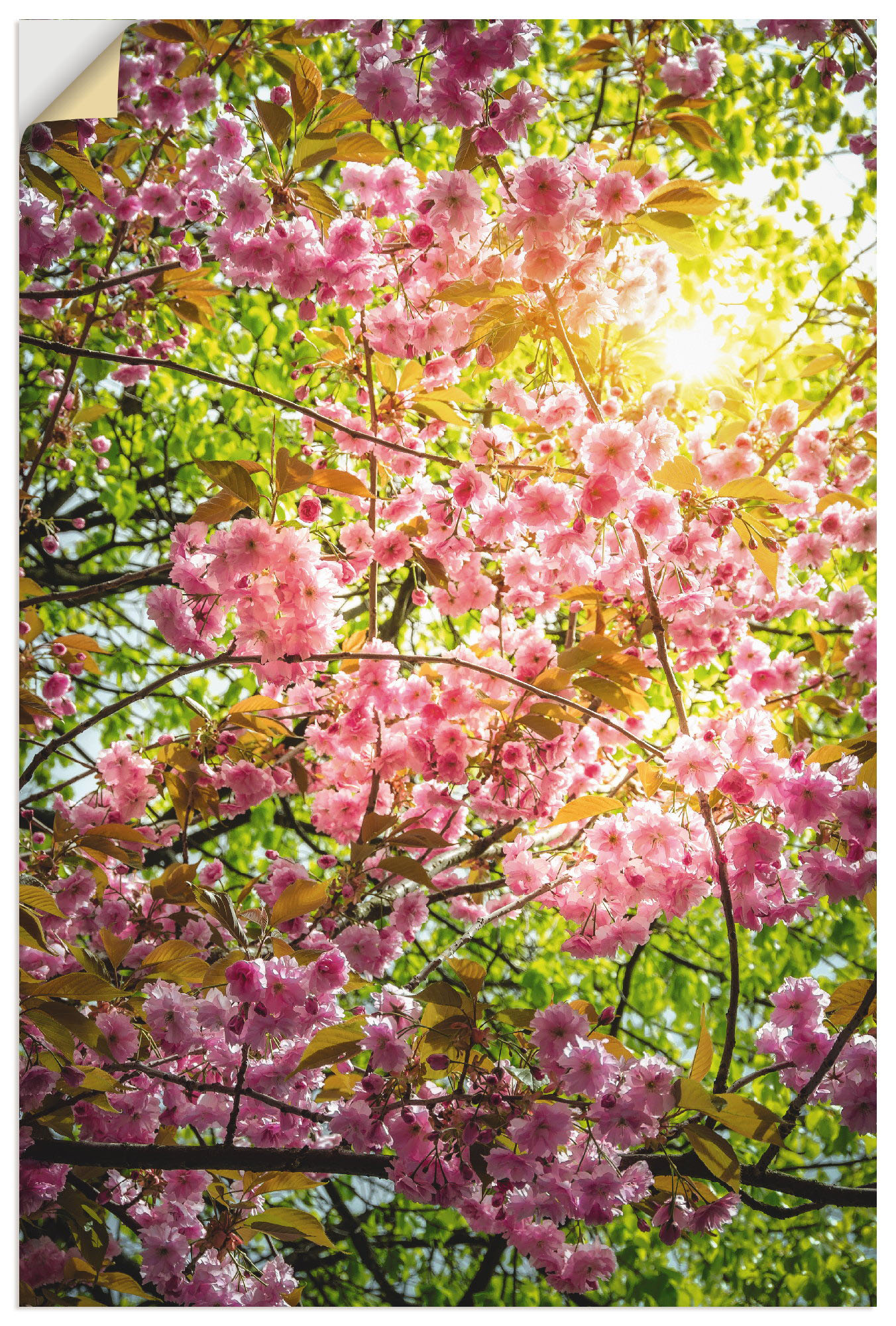 Artland Poster »Japanische Kirschblüte«, Vier Jahreszeiten, (1 St.), als Alubild, Leinwandbild, Wandaufkleber oder Poster in versch. Grössen von Artland