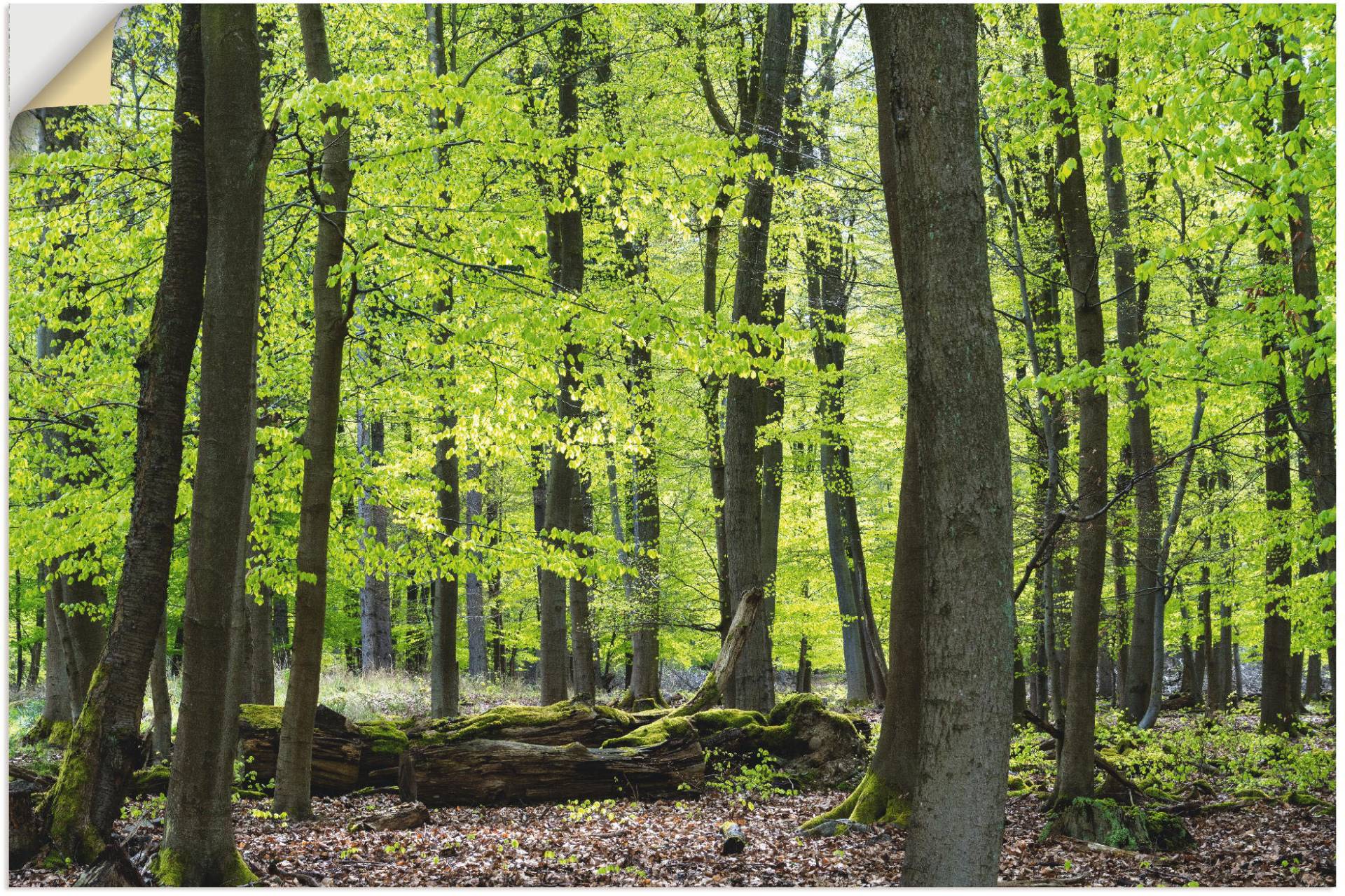 Artland Poster »Laubwald im Frühjahr«, Wald, (1 St.), als Alubild, Leinwandbild, Wandaufkleber oder Poster in versch. Grössen von Artland