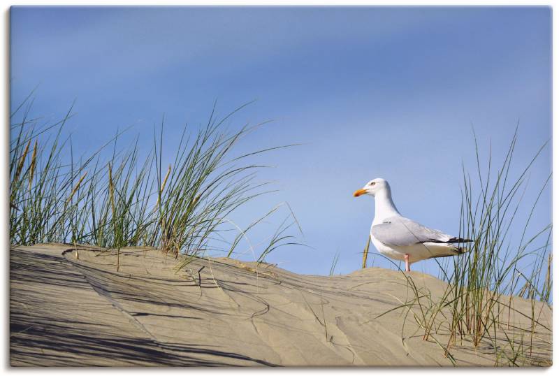 Artland Poster »Möwe in Dünenlandschaft«, Strand, (1 St.), als Alubild, Leinwandbild, Wandaufkleber oder Poster in versch. Grössen von Artland