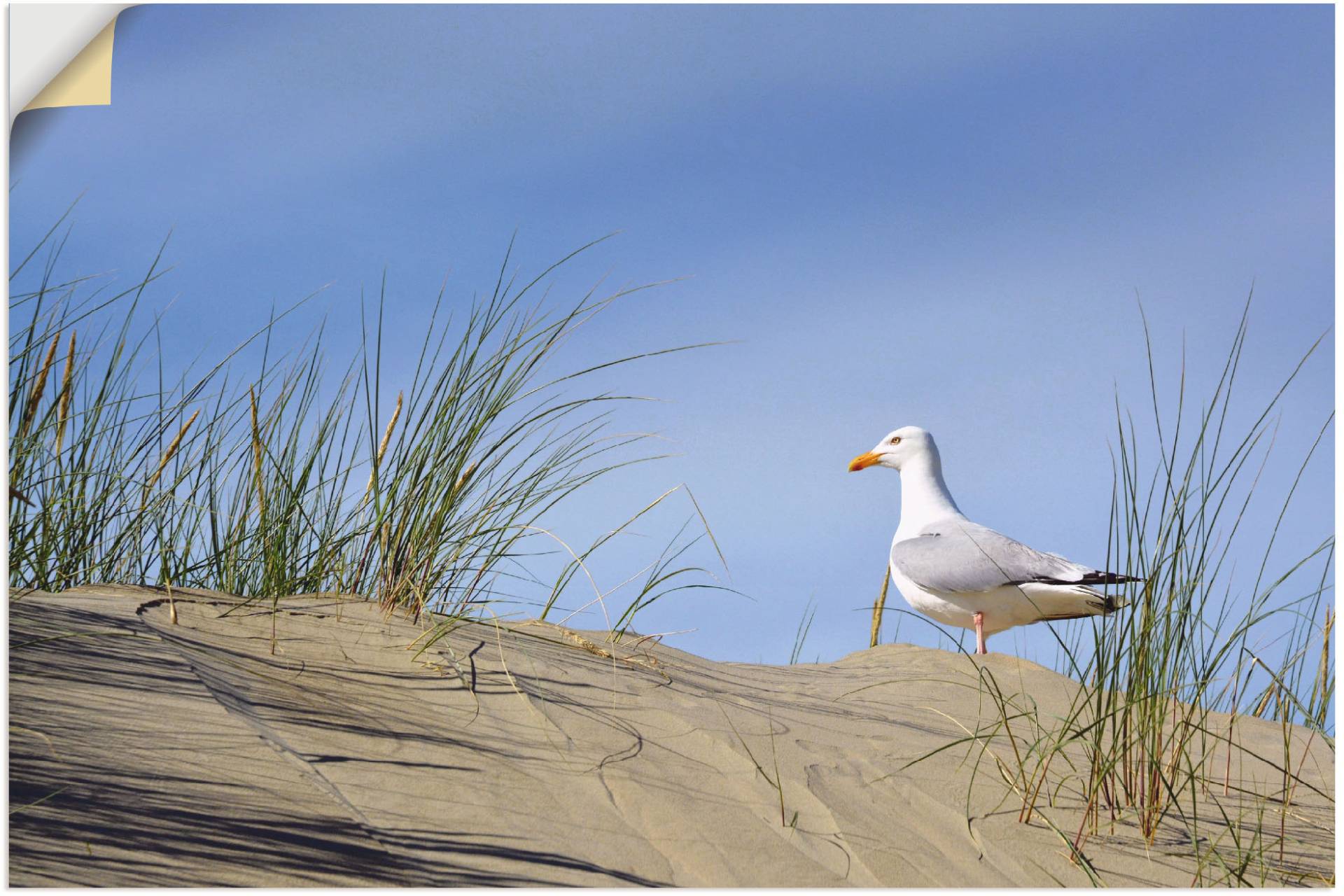 Artland Poster »Möwe in Dünenlandschaft«, Strand, (1 St.), als Alubild, Leinwandbild, Wandaufkleber oder Poster in versch. Grössen von Artland