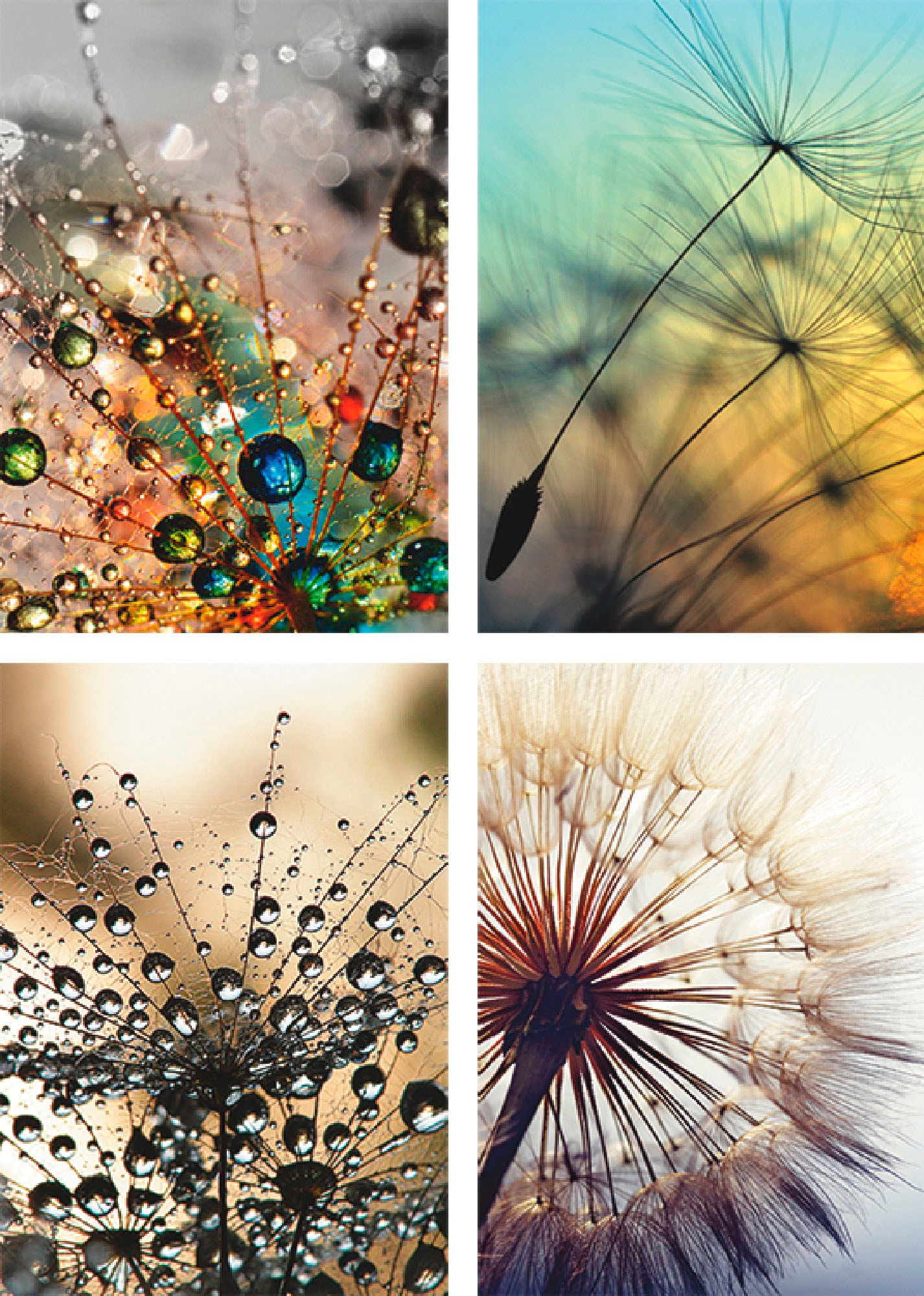 Artland Poster »Pusteblume,Nahaufnahme Löwenzahn«, Blumen, (4 St.), Poster, Wandbild, Bild, Wandposter Artland Poster »Pusteblume,Nahaufnahme Löwenzahn«, Blumen, (4 St.), Poster, Wandbild, Bild, Wandposter von Artland