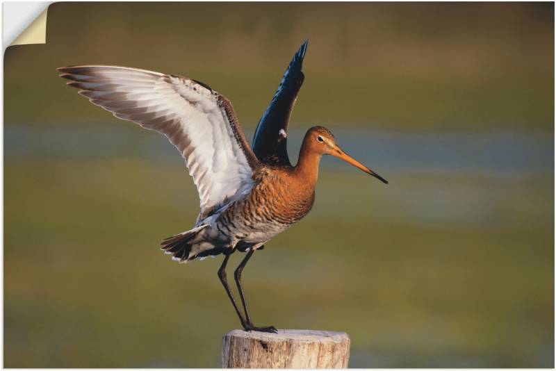 Artland Poster »Uferschnepfe im Landeanflug«, Vogelbilder, (1 St.), als Alubild, Leinwandbild, Wandaufkleber oder Poster in versch. Grössen von Artland