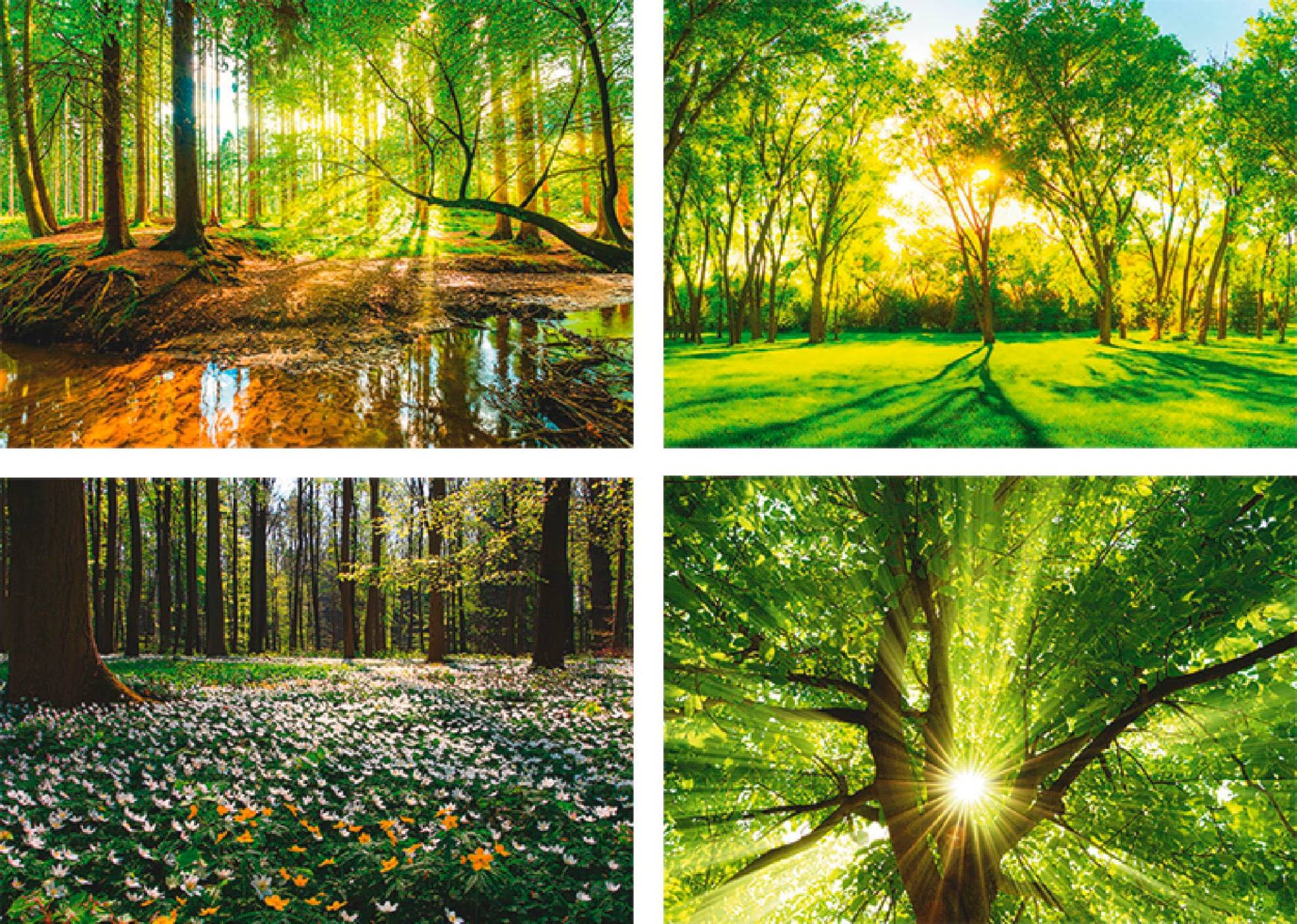 Artland Poster »Wald Bach Frühling Windrosen Sonne Baum«, Wald, (4 St.), Poster, Wandbild, Bild, Wandposter Artland Poster »Wald Bach Frühling Windrosen Sonne Baum«, Wald, (4 St.), Poster, Wandbild, Bild, Wandposter von Artland