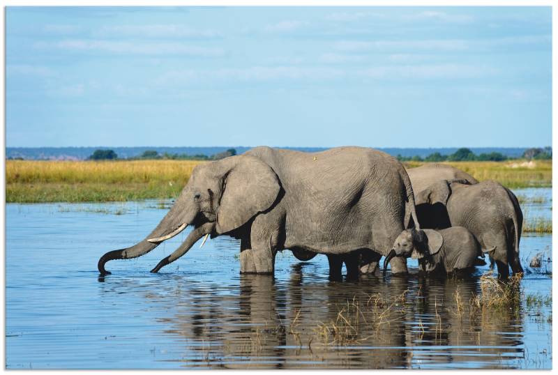 Artland Wandbild »Afrikanische Elefanten im Chobe Fluss«, Wildtiere, (1 St.), als Alubild, Leinwandbild, Wandaufkleber oder Poster in versch. Grössen von Artland