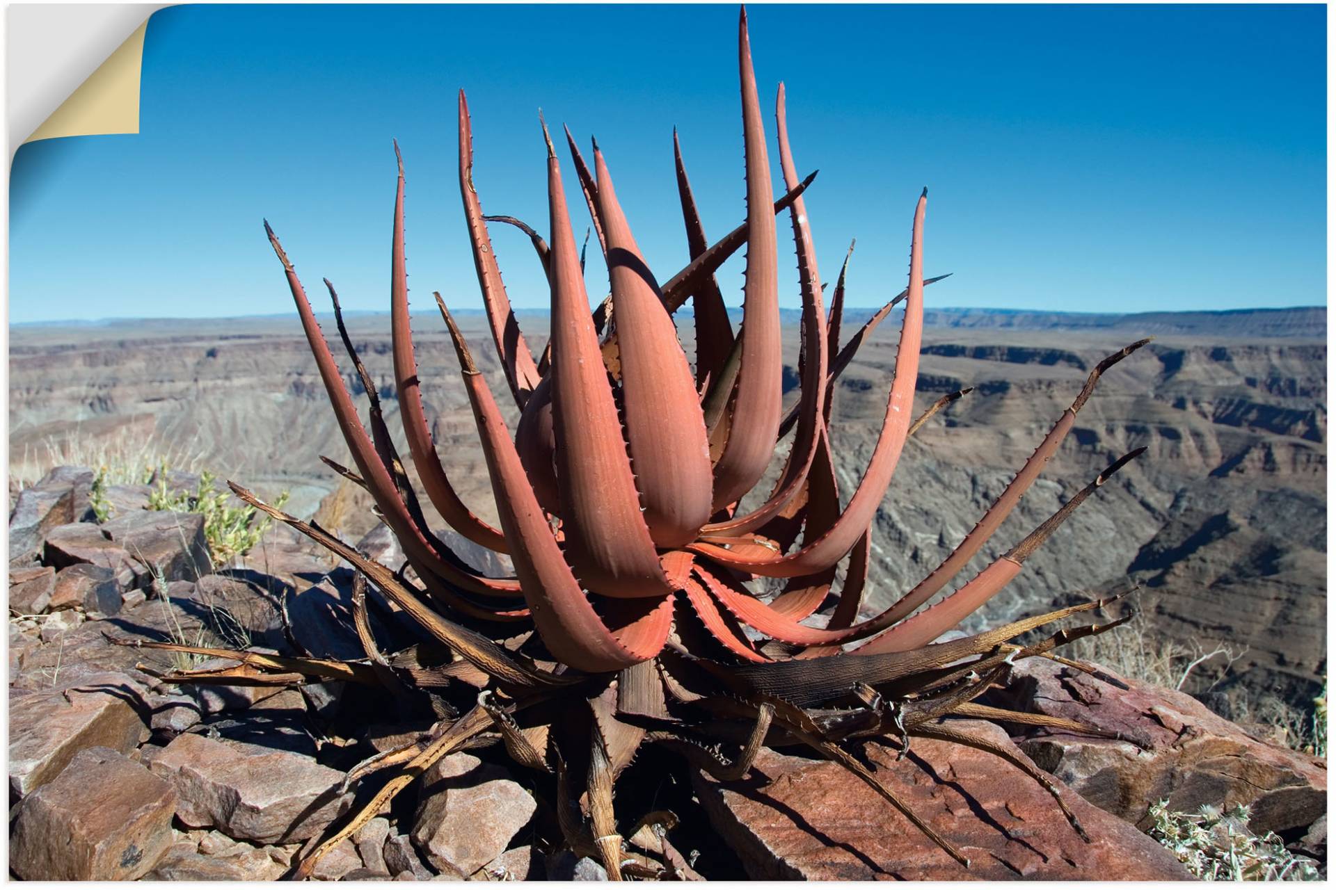 Artland Wandbild »Aloe gariepensis, Sukkulente«, Pflanzenbilder, (1 St.), als Alubild, Leinwandbild, Wandaufkleber oder Poster in versch. Grössen von Artland