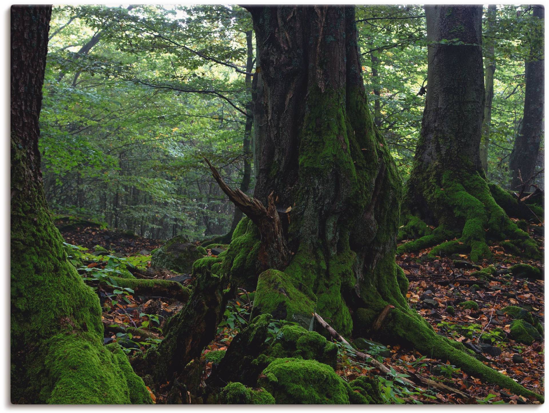 Artland Leinwandbild »Alte Bäume am Kraterrand«, Wald, (1 St.), auf Keilrahmen gespannt von Artland