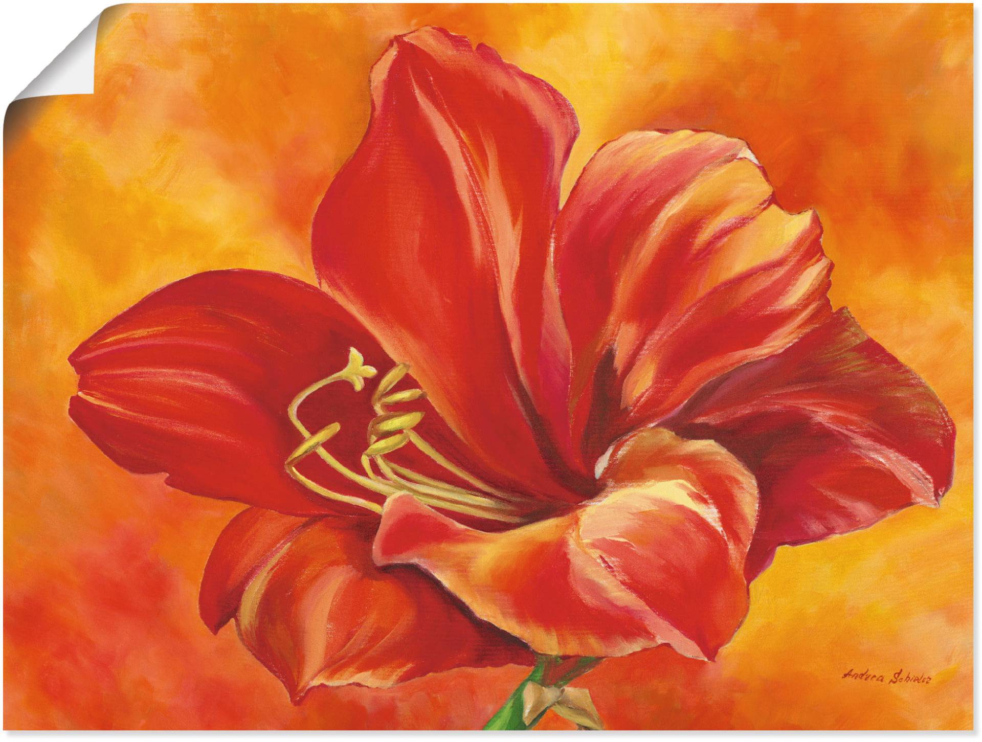 Artland Wandbild »Amaryllis«, Blumen, (1 St.), als Leinwandbild, Poster in verschied. Grössen von Artland