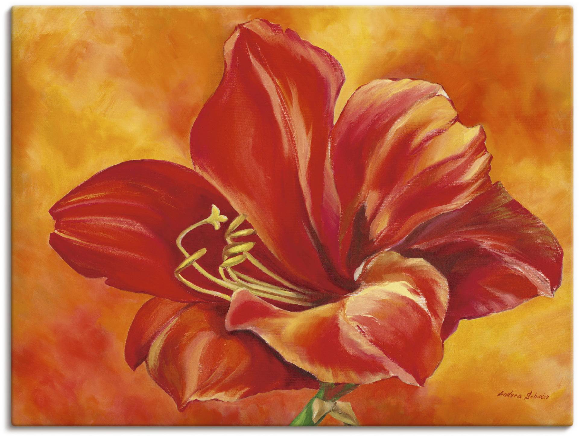 Artland Wandbild »Amaryllis«, Blumen, (1 St.), als Leinwandbild, Poster in verschied. Grössen von Artland