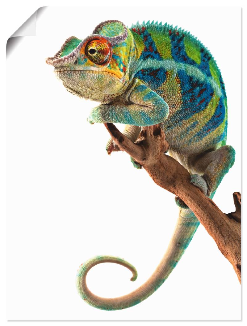 Artland Wandbild »Ambanja Panther Chamäleon«, Reptilien, (1 St.), als Leinwandbild, Poster in verschied. Grössen von Artland