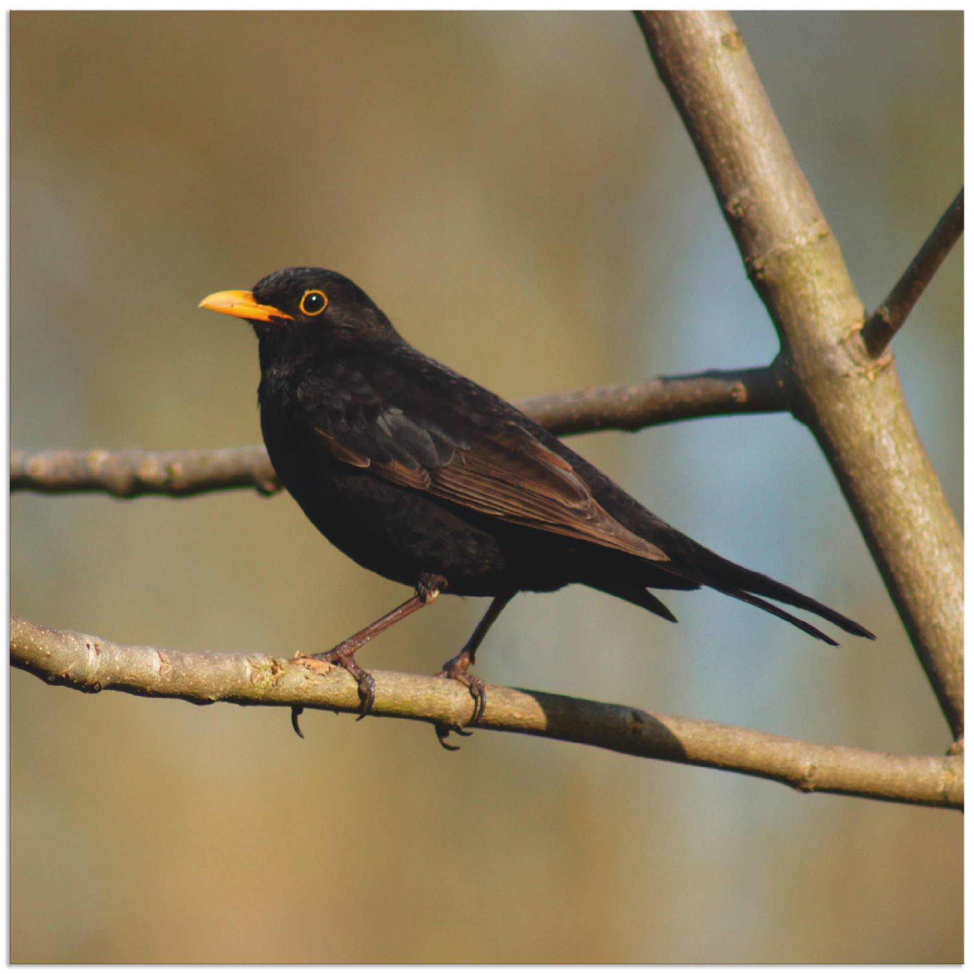 Artland Wandbild »Amsel«, Vögel, (1 St.), als Alubild, Leinwandbild, Wandaufkleber oder Poster in versch. Grössen von Artland