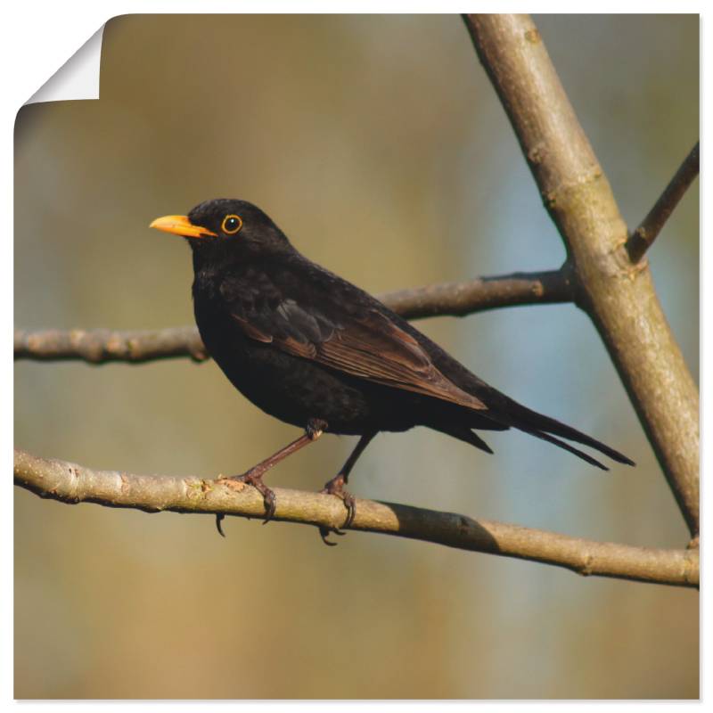 Artland Wandbild »Amsel«, Vögel, (1 St.), als Alubild, Leinwandbild, Wandaufkleber oder Poster in versch. Grössen von Artland