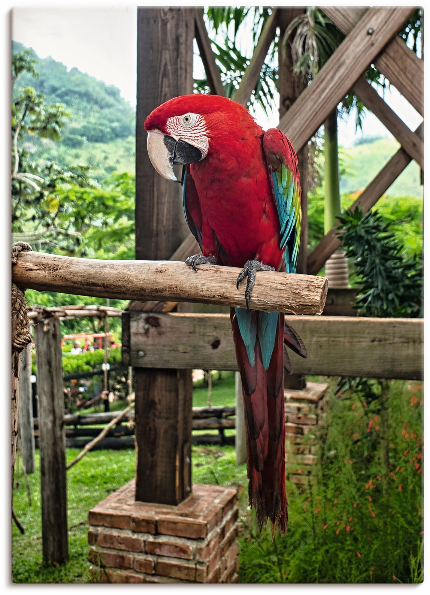 Artland Wandbild »Ara in der Domenikanischen Republik«, Vogelbilder, (1 St.), als Alubild, Leinwandbild, Wandaufkleber oder Poster in versch. Grössen von Artland