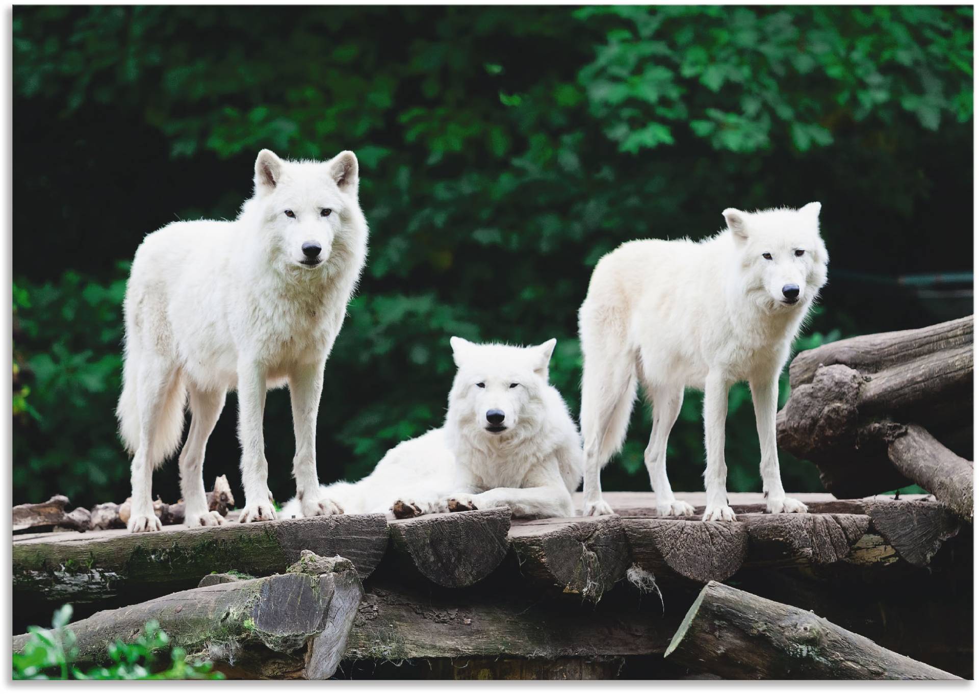 Artland Wandbild »Arktische Wölfe«, Wildtiere, (1 St.), als Leinwandbild, Poster in verschied. Grössen von Artland