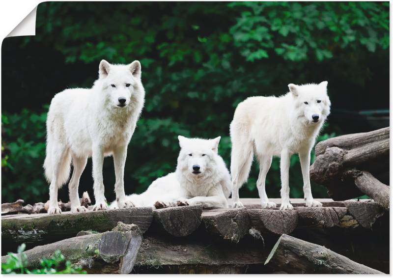 Artland Wandbild »Arktische Wölfe«, Wildtiere, (1 St.), als Leinwandbild, Poster in verschied. Grössen von Artland