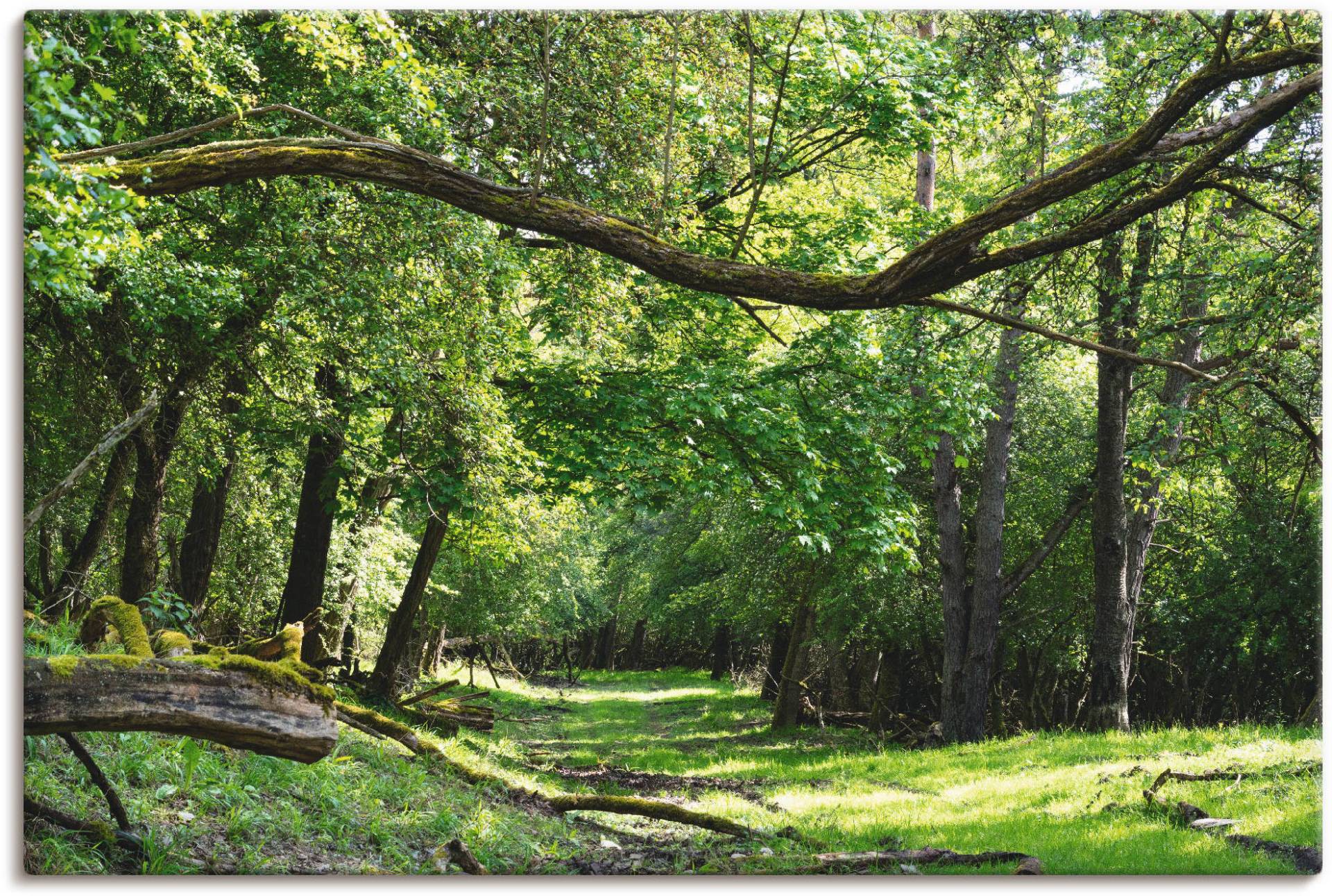 Artland Wandbild »Auf grünem Weg durch den grünen Wald«, Wald, (1 St.), als Alubild, Outdoorbild, Leinwandbild, Poster in verschied. Grössen von Artland