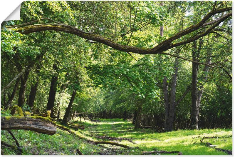 Artland Wandbild »Auf grünem Weg durch den grünen Wald«, Wald, (1 St.), als Alubild, Outdoorbild, Leinwandbild, Poster in verschied. Grössen von Artland