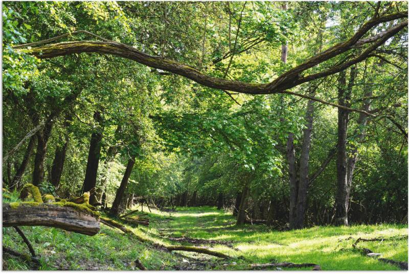 Artland Wandbild »Auf grünem Weg durch den grünen Wald«, Wald, (1 St.), als Alubild, Outdoorbild, Leinwandbild, Poster in verschied. Grössen von Artland