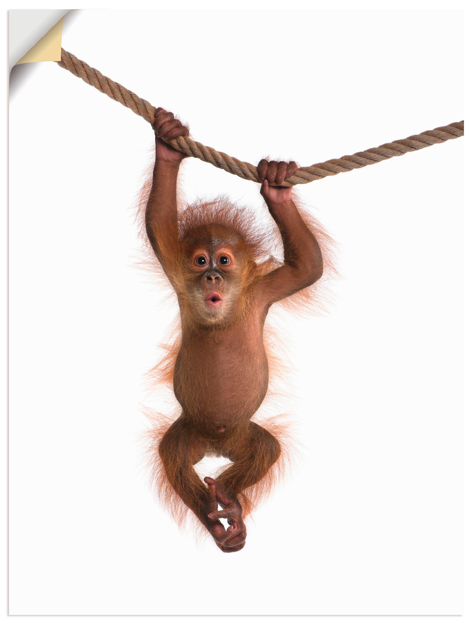 Artland Wandbild »Baby Orang Utan hängt an Seil II«, Wildtiere, (1 St.), als Alubild, Outdoorbild, Leinwandbild, Poster, Wandaufkleber von Artland