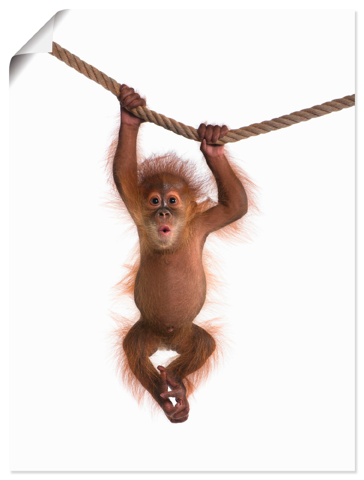 Artland Wandbild »Baby Orang Utan hängt an Seil II«, Wildtiere, (1 St.), als Alubild, Outdoorbild, Leinwandbild, Poster, Wandaufkleber von Artland