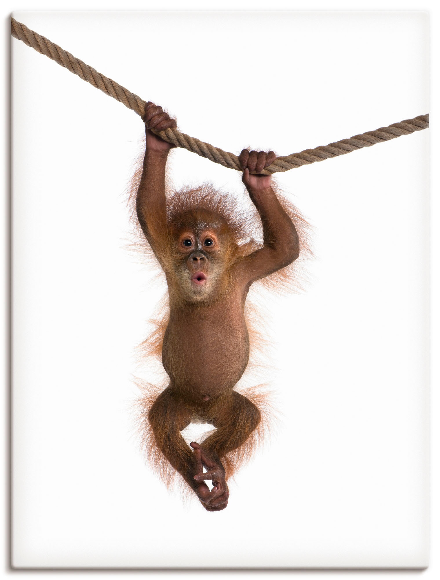 Artland Wandbild »Baby Orang Utan hängt an Seil II«, Wildtiere, (1 St.), als Alubild, Outdoorbild, Leinwandbild, Poster, Wandaufkleber von Artland