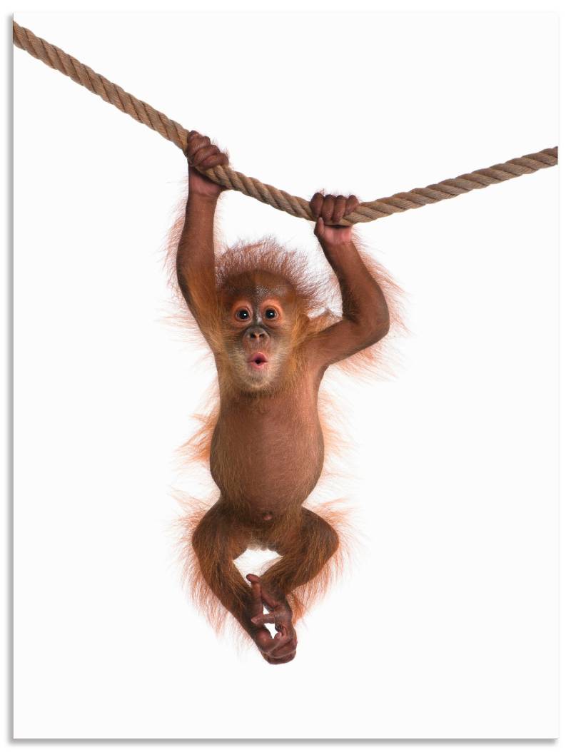 Artland Wandbild »Baby Orang Utan hängt an Seil II«, Wildtiere, (1 St.), als Alubild, Outdoorbild, Leinwandbild, Poster, Wandaufkleber von Artland