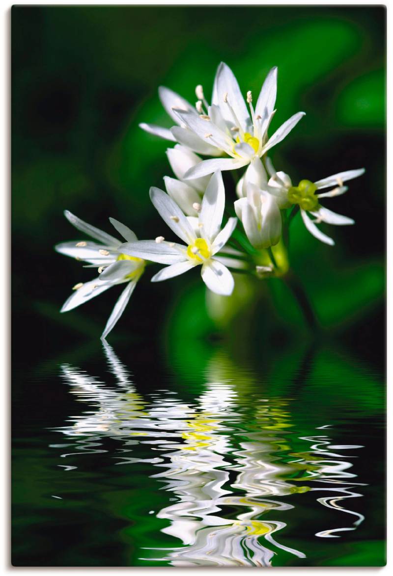 Artland Wandbild »Bärlauchblüten mit Wasserspiegelung«, Lebensmittel, (1 St.), als Leinwandbild, Poster in verschied. Grössen von Artland