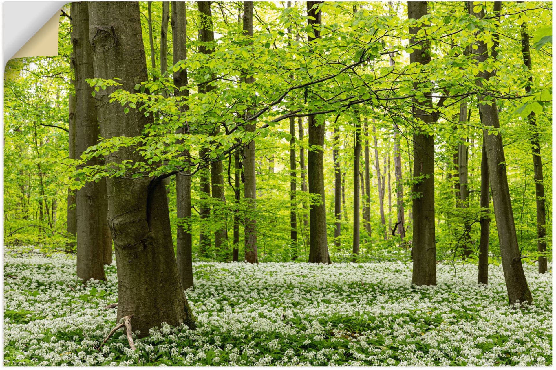 Artland Wandbild »Bärlauchwald«, Waldbilder, (1 St.), als Alubild, Leinwandbild, Wandaufkleber oder Poster in versch. Grössen von Artland