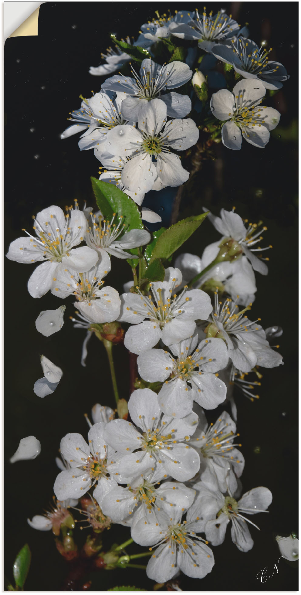 Artland Wandbild »Baumblüte«, Blumen, (1 St.), als Leinwandbild, Poster, Wandaufkleber in verschied. Grössen von Artland