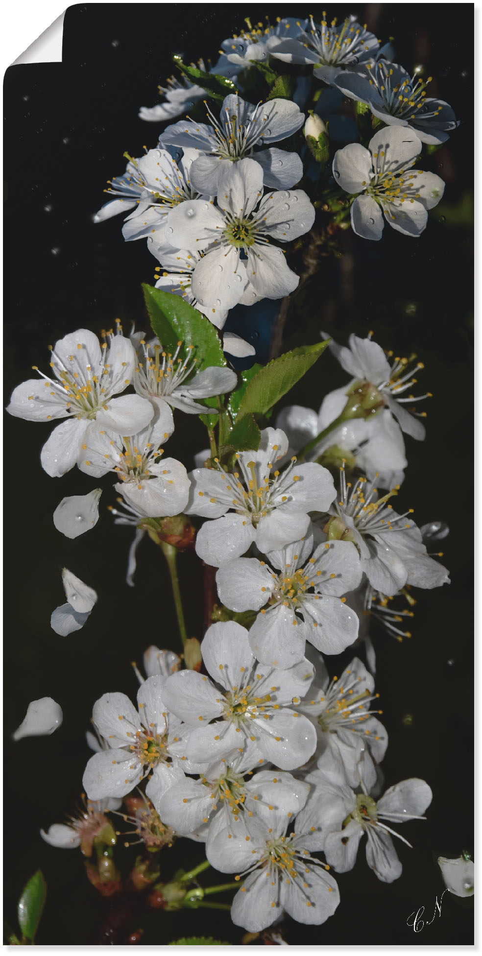 Artland Wandbild »Baumblüte«, Blumen, (1 St.), als Leinwandbild, Poster, Wandaufkleber in verschied. Grössen von Artland