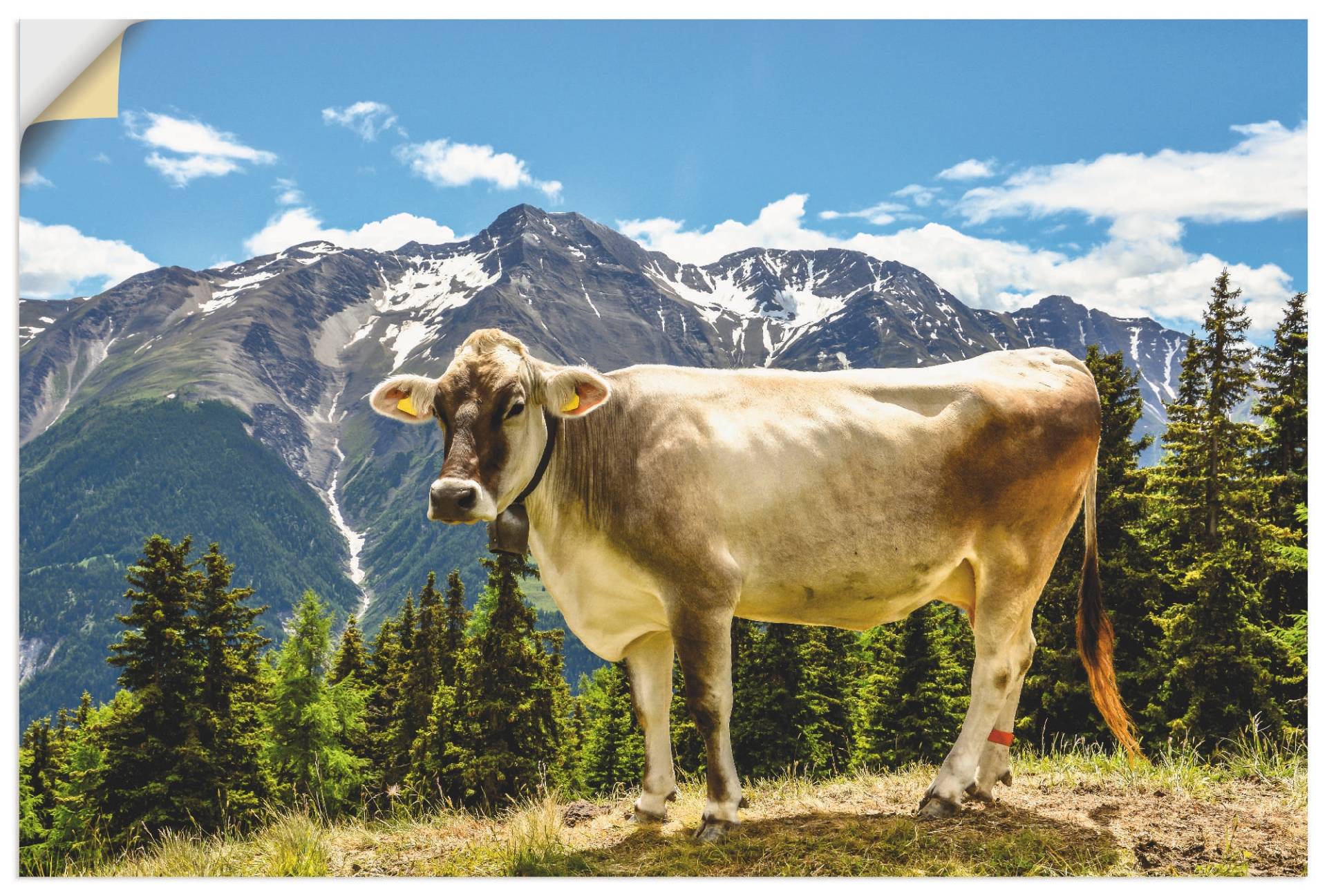 Artland Wandbild »Bergkuh in den Alpen im Sommer«, Haustiere, (1 St.), als Leinwandbild, Poster, Wandaufkleber in verschied. Grössen von Artland