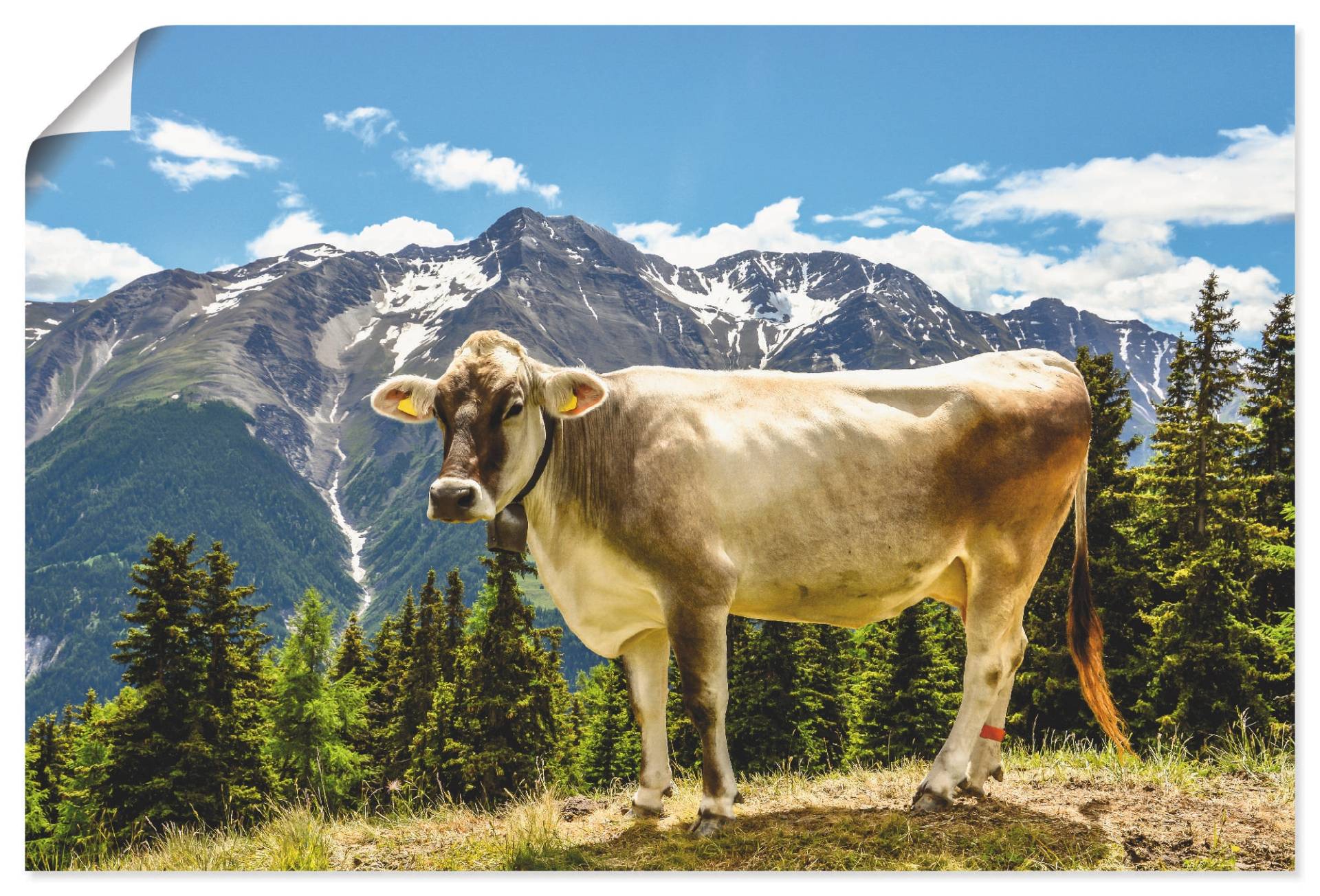 Artland Wandbild »Bergkuh in den Alpen im Sommer«, Haustiere, (1 St.), als Leinwandbild, Poster, Wandaufkleber in verschied. Grössen von Artland