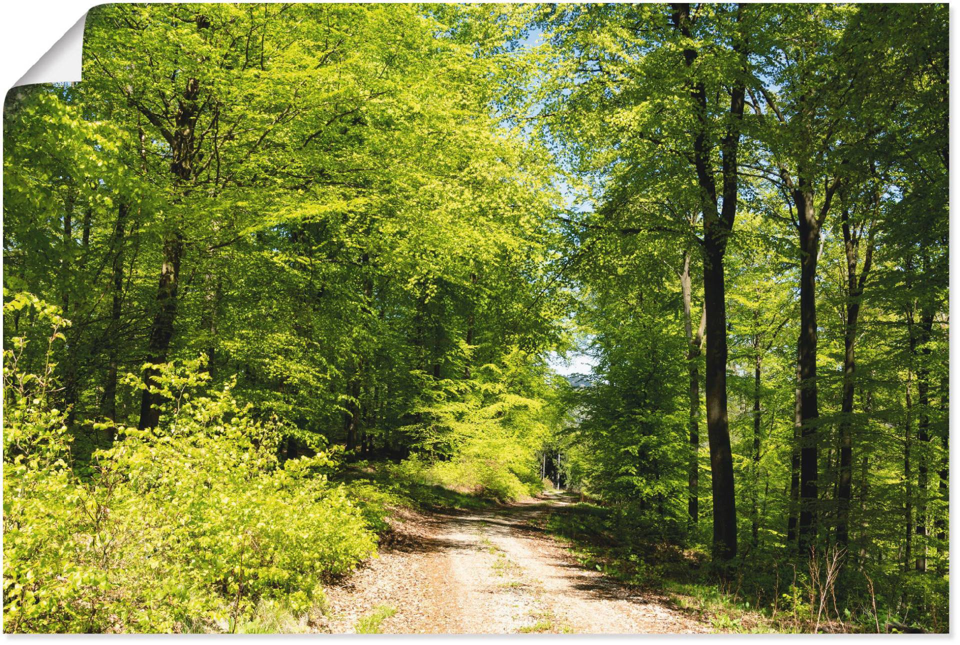 Artland Wandbild »Blauer Himmel über dem Wald im Mai«, Wald, (1 St.), als Leinwandbild, Poster in verschied. Grössen von Artland