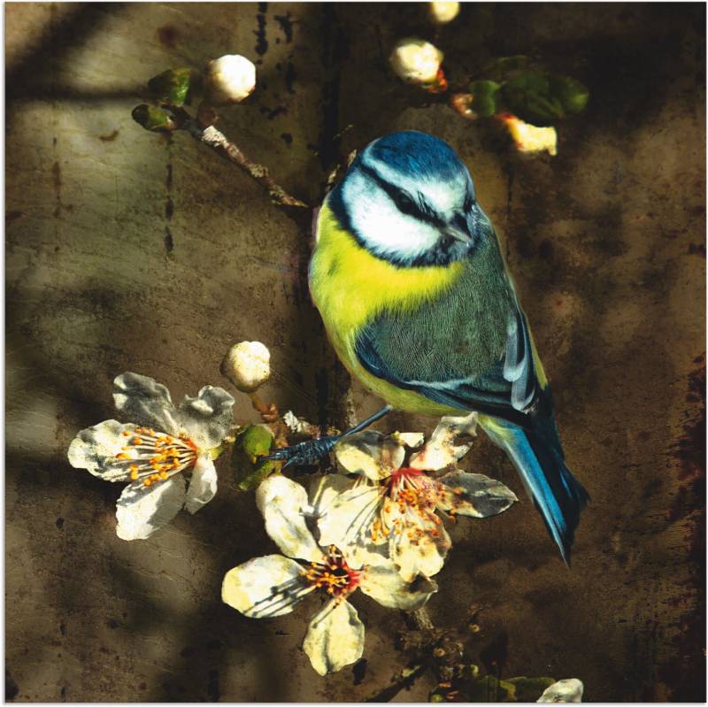 Artland Wandbild »Blaumeise auf Kirschzweig«, Vögel, (1 St.), als Alubild, Outdoorbild, Leinwandbild, Poster in verschied. Grössen von Artland