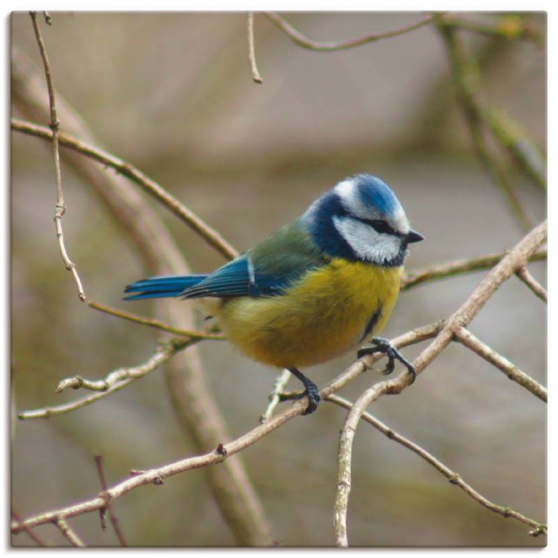 Artland Wandbild »Blaumeise«, Vögel, (1 St.), als Leinwandbild, Wandaufkleber in verschied. Grössen von Artland