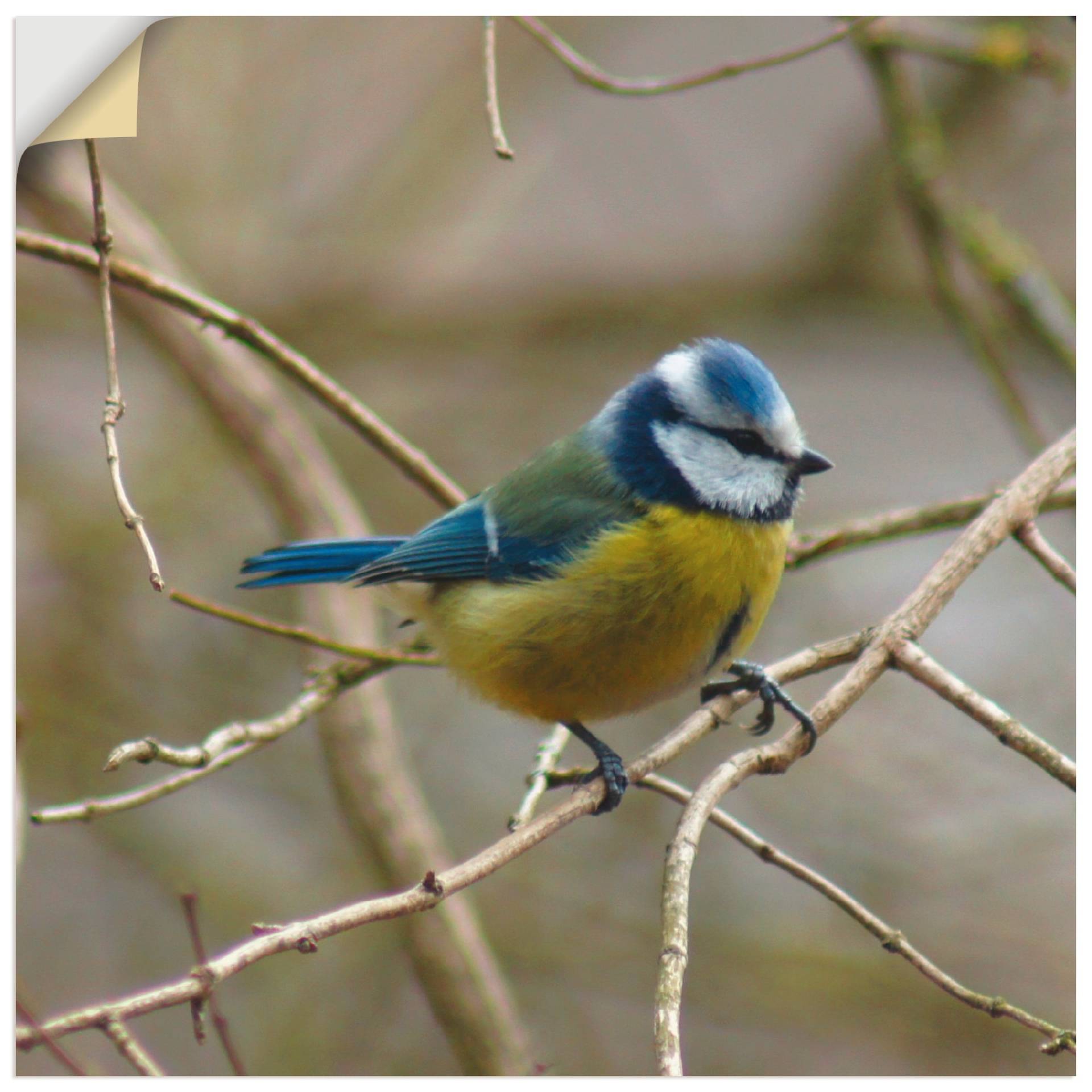 Artland Wandbild »Blaumeise«, Vögel, (1 St.), als Leinwandbild, Wandaufkleber in verschied. Grössen von Artland