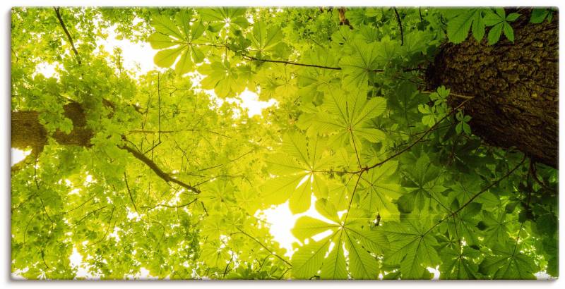 Artland Wandbild »Blick nach Oben im Wald, grüne Bäume«, Blätterbilder, (1 St.), als Leinwandbild, Poster in verschied. Grössen von Artland