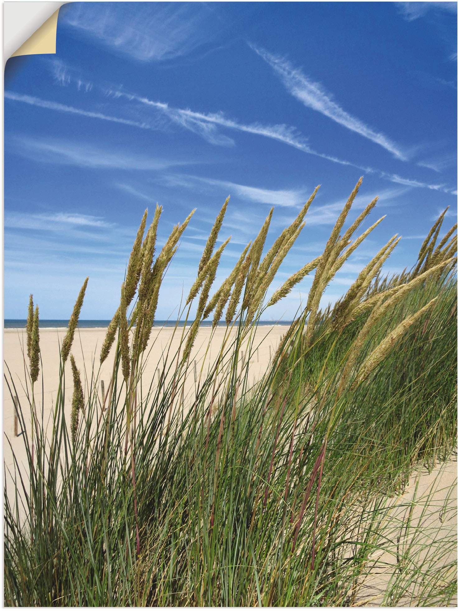 Artland Wandbild »Blühendes Strandgras«, Strand, (1 St.), als Leinwandbild, Wandaufkleber in verschied. Grössen von Artland