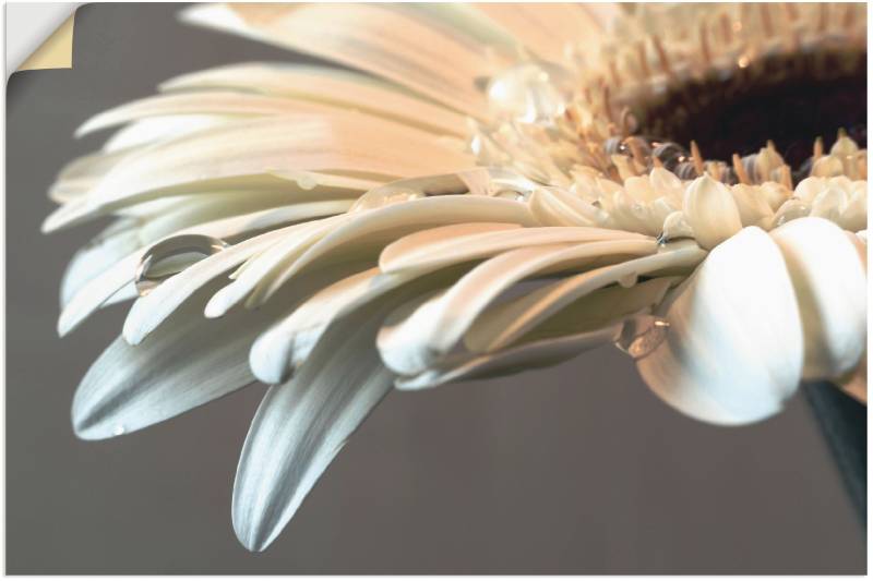 Artland Wandbild »Blüte einer Gerbera«, Blumen, (1 St.), als Leinwandbild, Poster, Wandaufkleber in verschied. Grössen von Artland