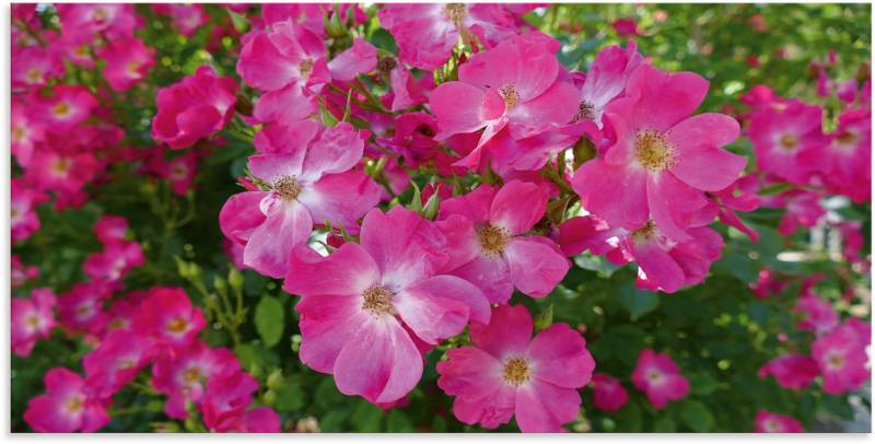 Artland Wandbild »Blütenträume in Pink«, Blumenbilder, (1 St.), als Alubild, Leinwandbild, Wandaufkleber oder Poster in versch. Grössen von Artland