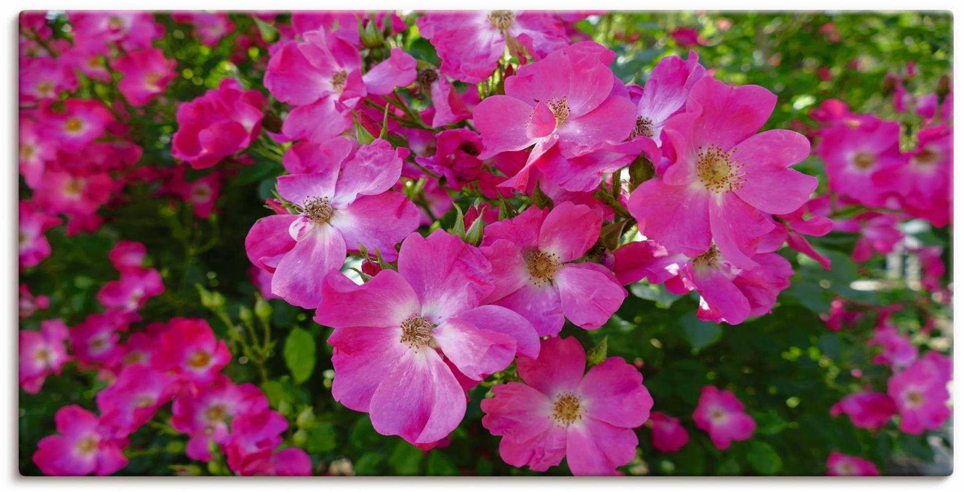 Artland Wandbild »Blütenträume in Pink«, Blumenbilder, (1 St.), als Alubild, Leinwandbild, Wandaufkleber oder Poster in versch. Grössen von Artland