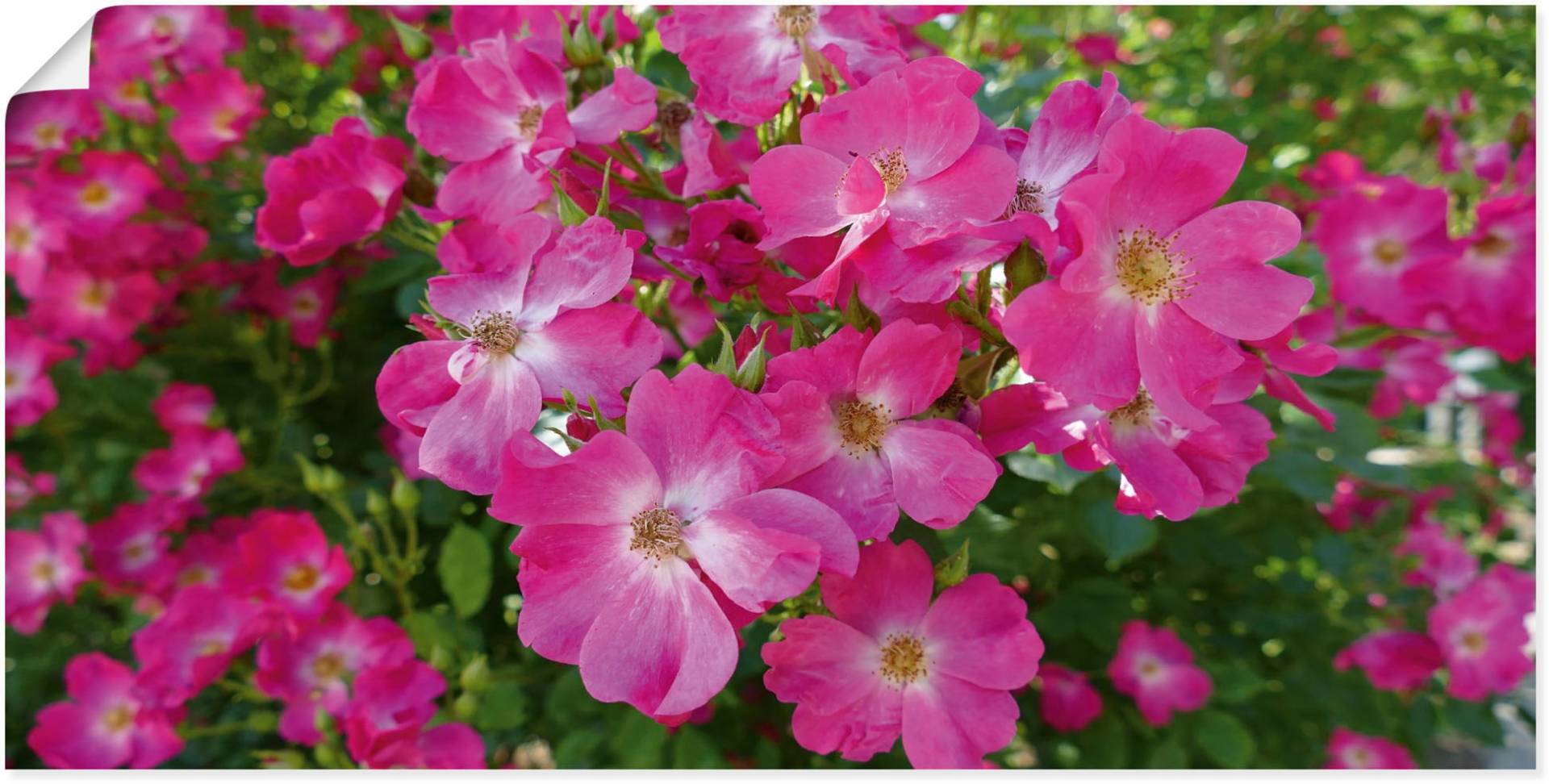 Artland Wandbild »Blütenträume in Pink«, Blumenbilder, (1 St.), als Alubild, Leinwandbild, Wandaufkleber oder Poster in versch. Grössen von Artland