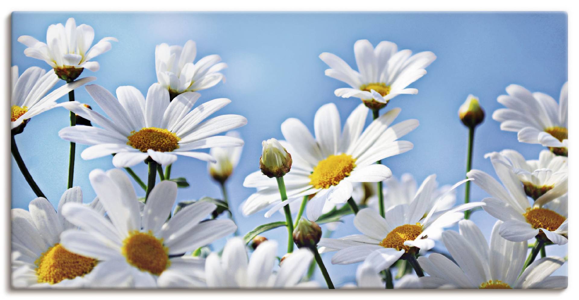 Artland Wandbild »Blumen - Margeriten«, Blumen, (1 St.), als Alubild, Outdoorbild, Leinwandbild in verschied. Grössen von Artland