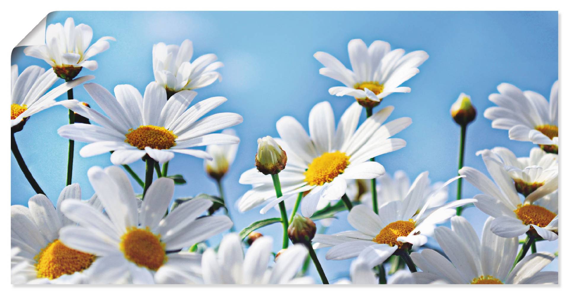 Artland Wandbild »Blumen - Margeriten«, Blumen, (1 St.), als Alubild, Outdoorbild, Leinwandbild in verschied. Grössen von Artland