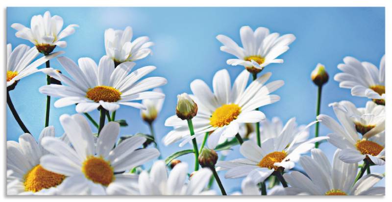 Artland Wandbild »Blumen - Margeriten«, Blumen, (1 St.), als Alubild, Outdoorbild, Leinwandbild in verschied. Grössen von Artland